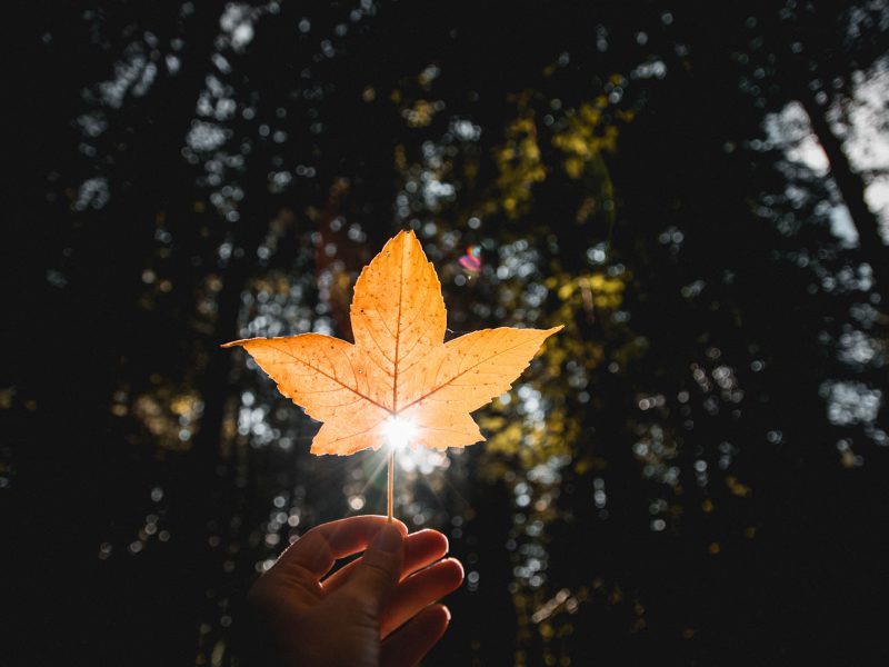 Der Herbst hat Einzug gehalten